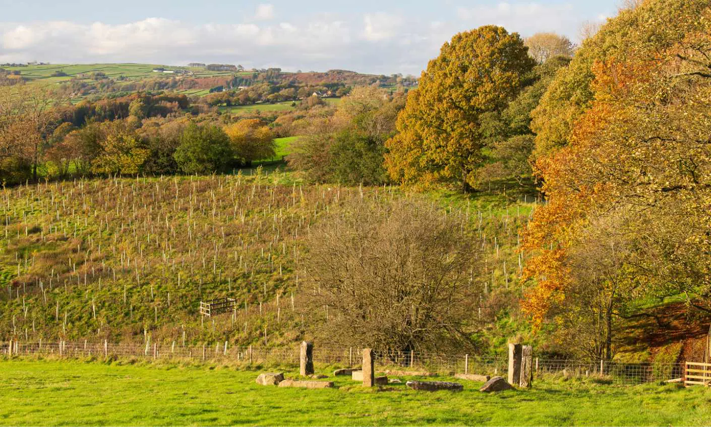 Autumnal trees and field