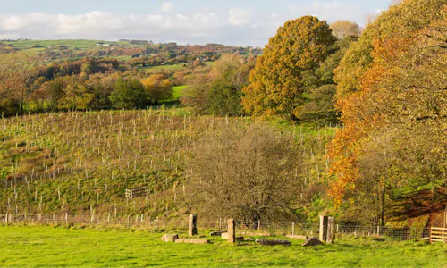Autumnal trees and field