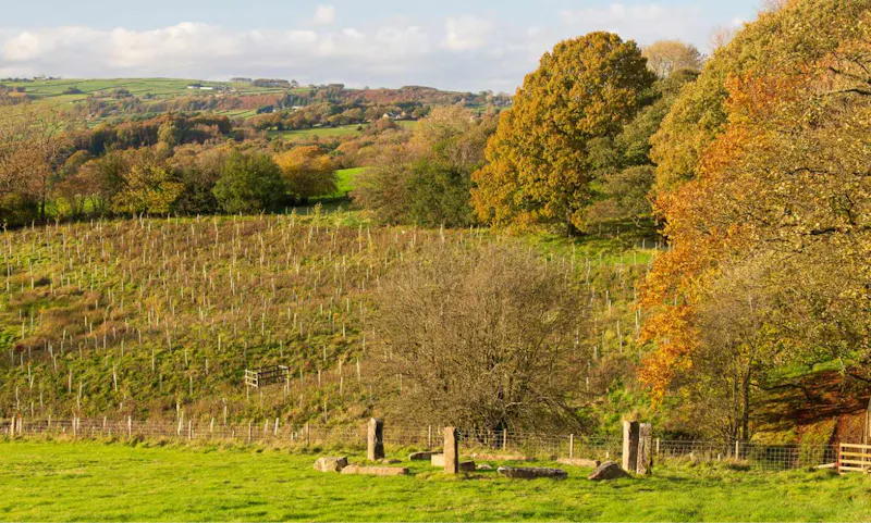 Autumnal trees and field