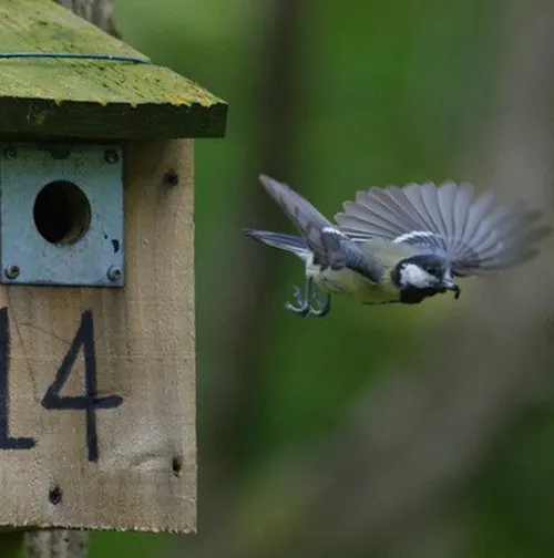 Bird flying out of a birdhouse