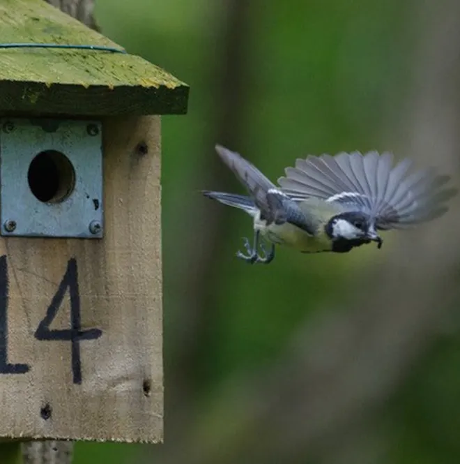 Bird flying out of a birdhouse