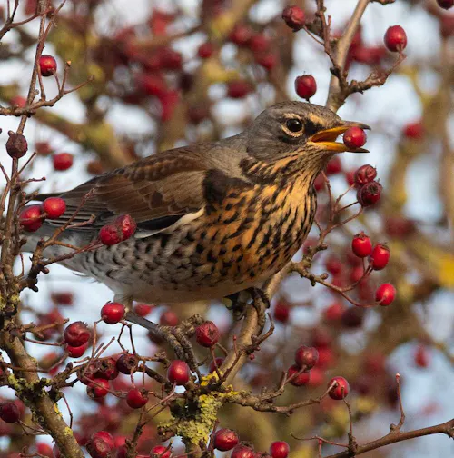 Bird with a berry in its beak sitting on a berry tree branch