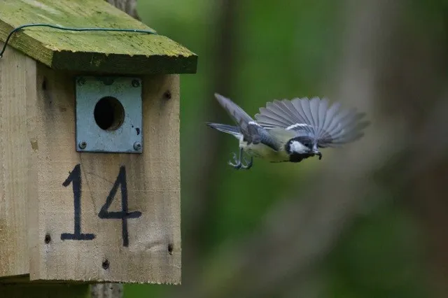 Great tit leaving nest box