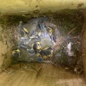 Blue tit chicks