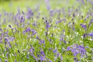 Bluebells