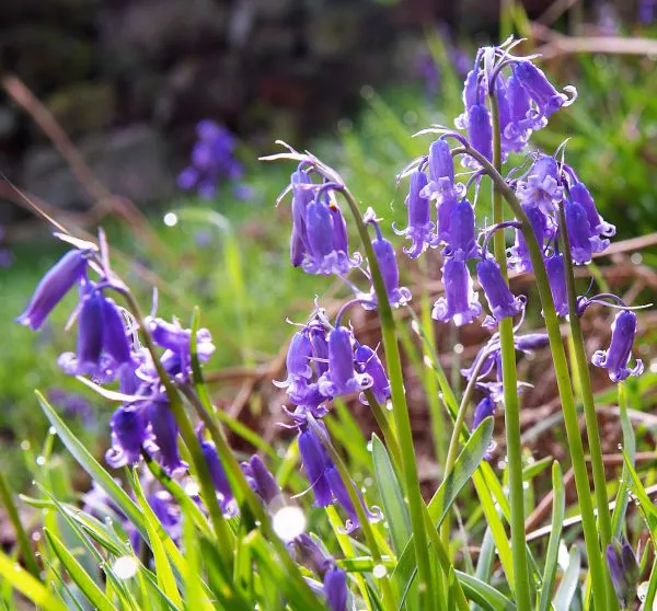 Bluebell flowers
