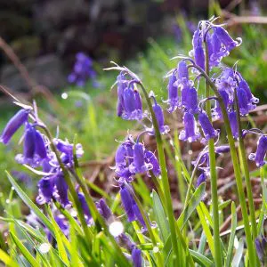 Bluebell close-up