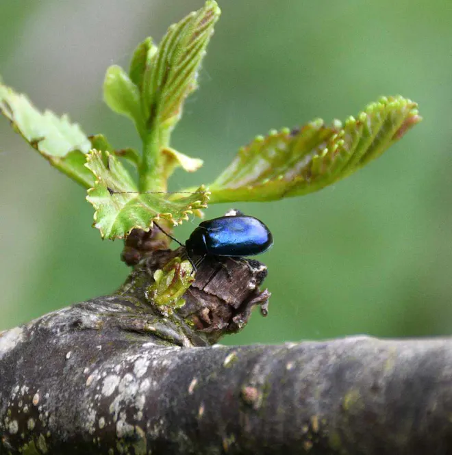 Bug on a branch