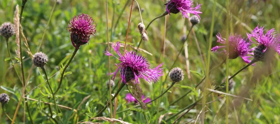 Cornflowers in meadow