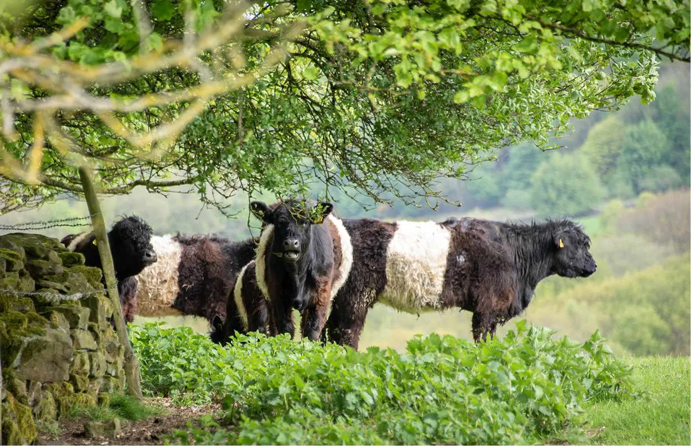 Cows in a field