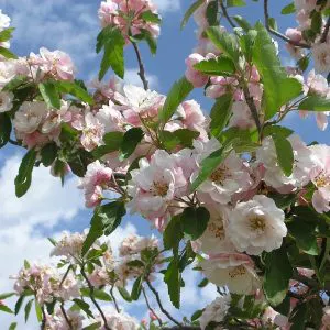Crab apple