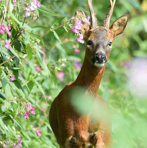Deer in a bush with purple flowers