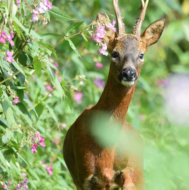 Deer in a bush with purple flowers