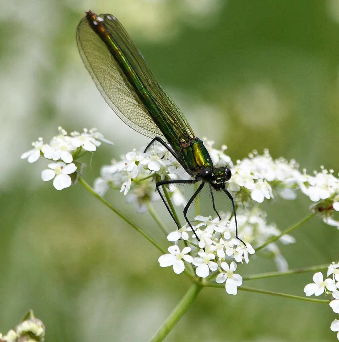 Dragonfly