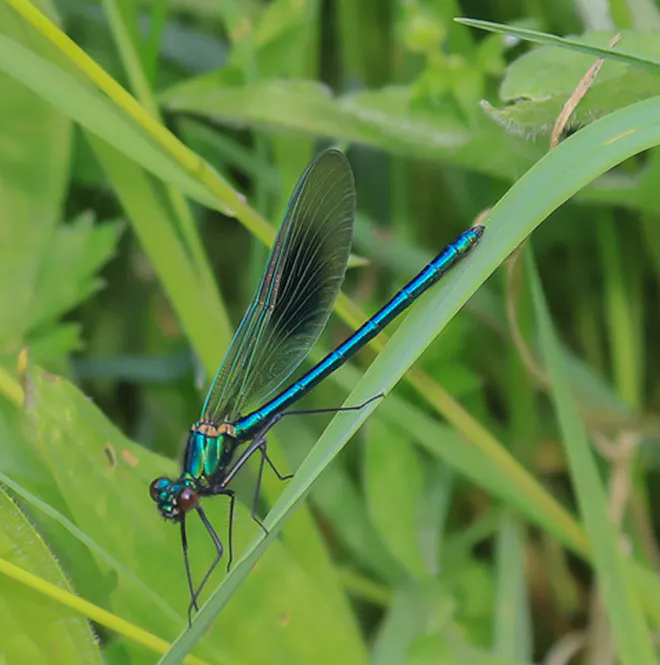 Dragonfly