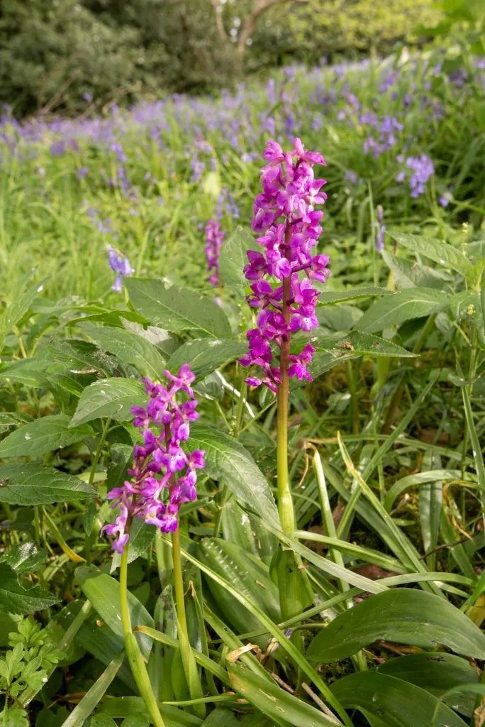 Early purple orchid