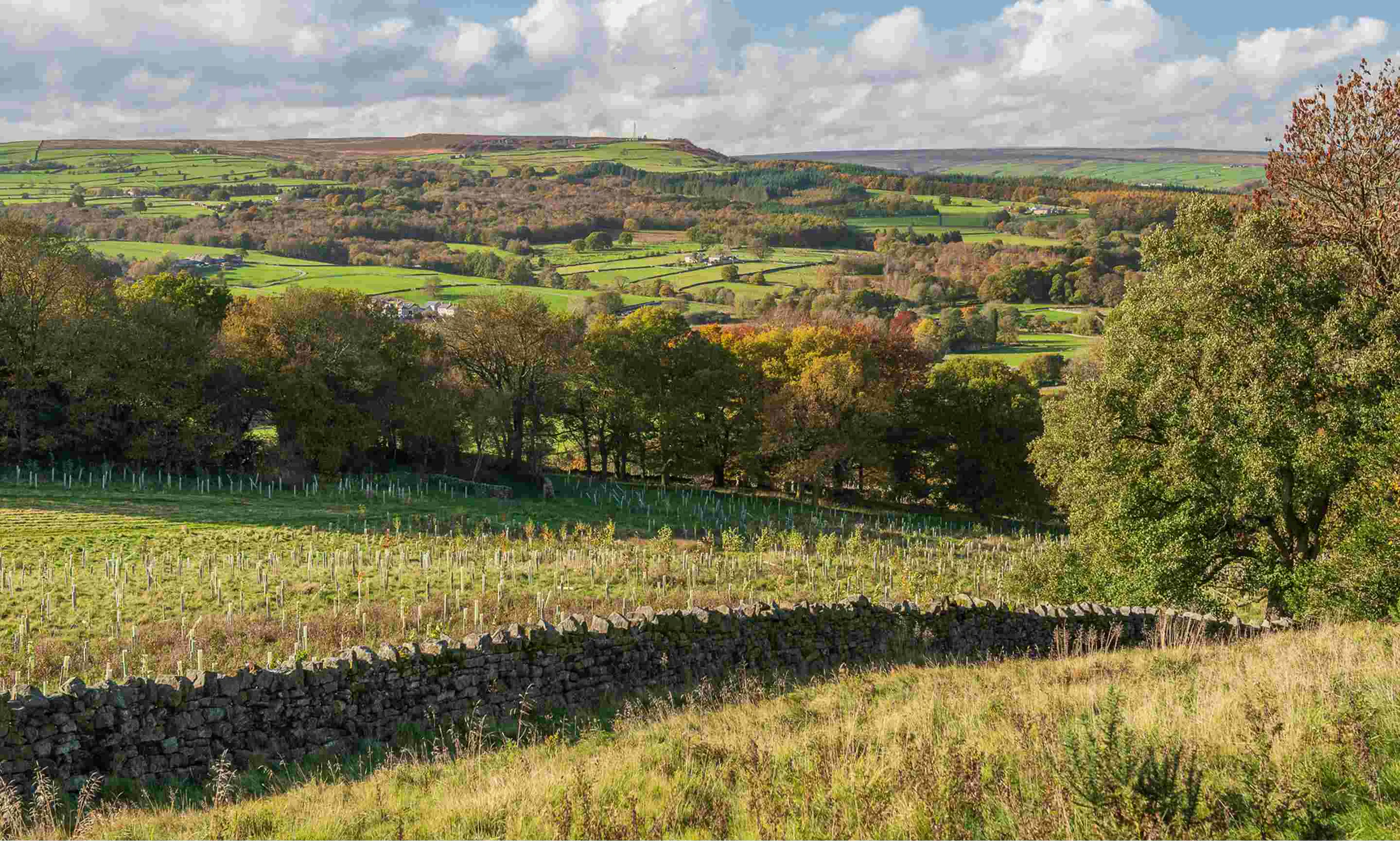 Field show with bushy trees and tree saplings