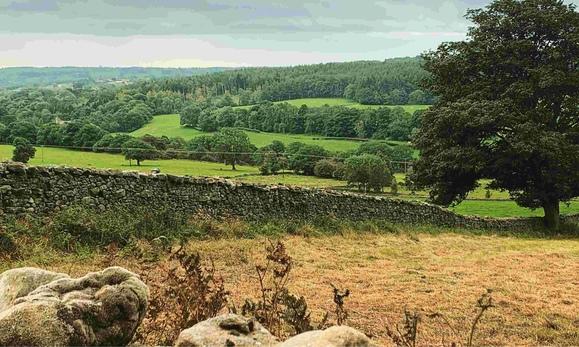 Field with dry grass in the foreground with green trees in the background