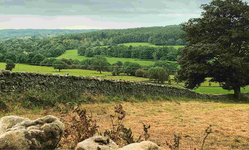 Field with dry grass in the foreground with green trees in the background