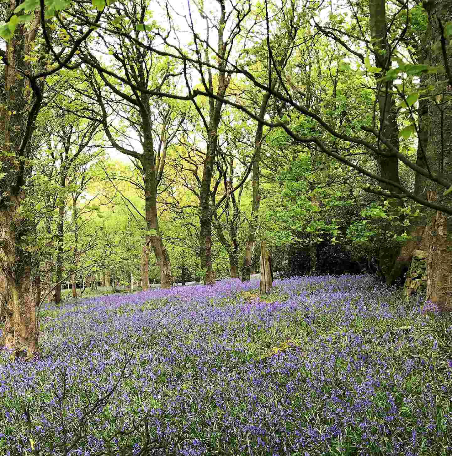 Field with purple flowers and tall trees in the background