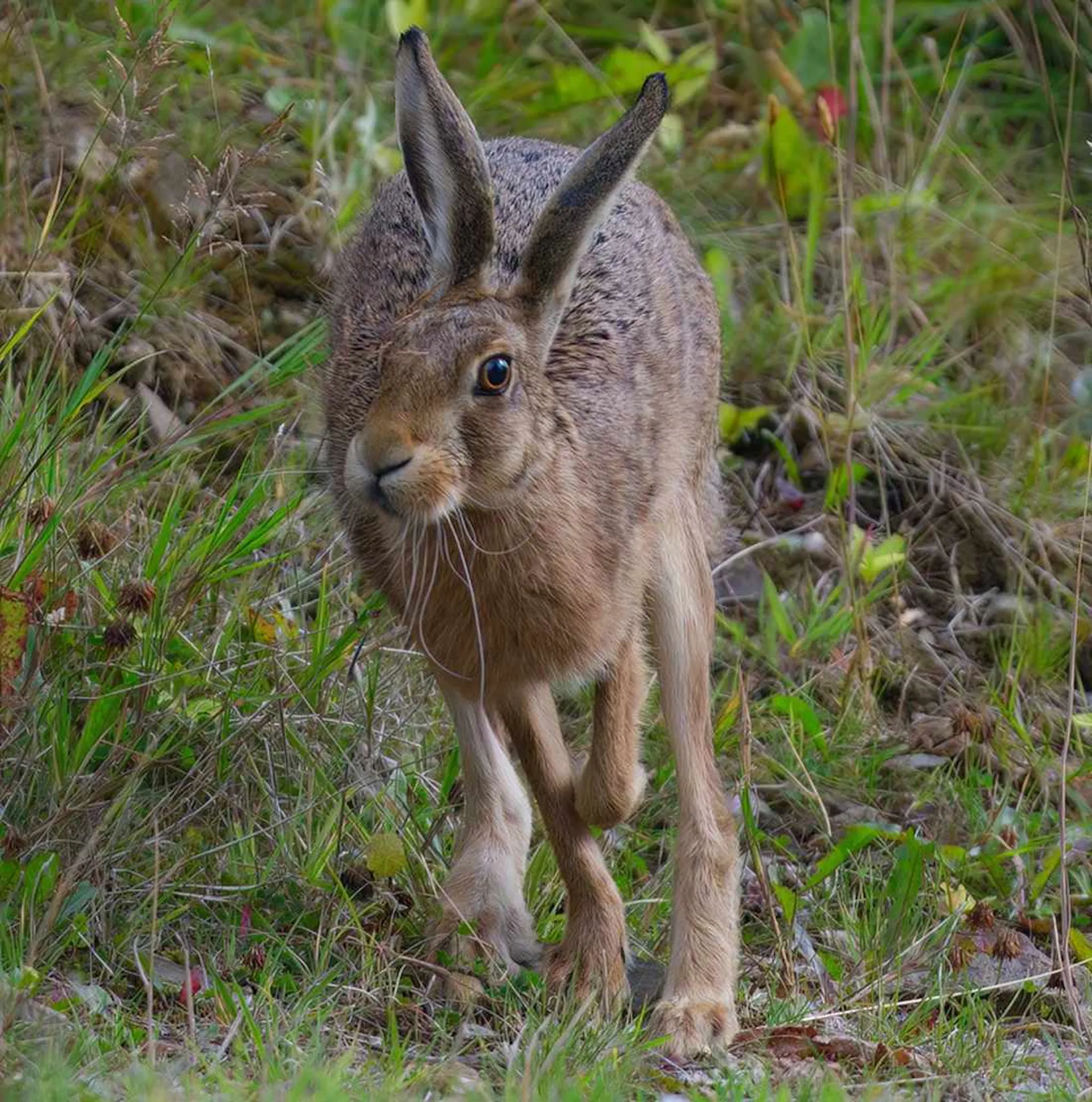 Hare in a field