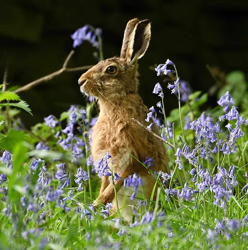 Hare in flowers