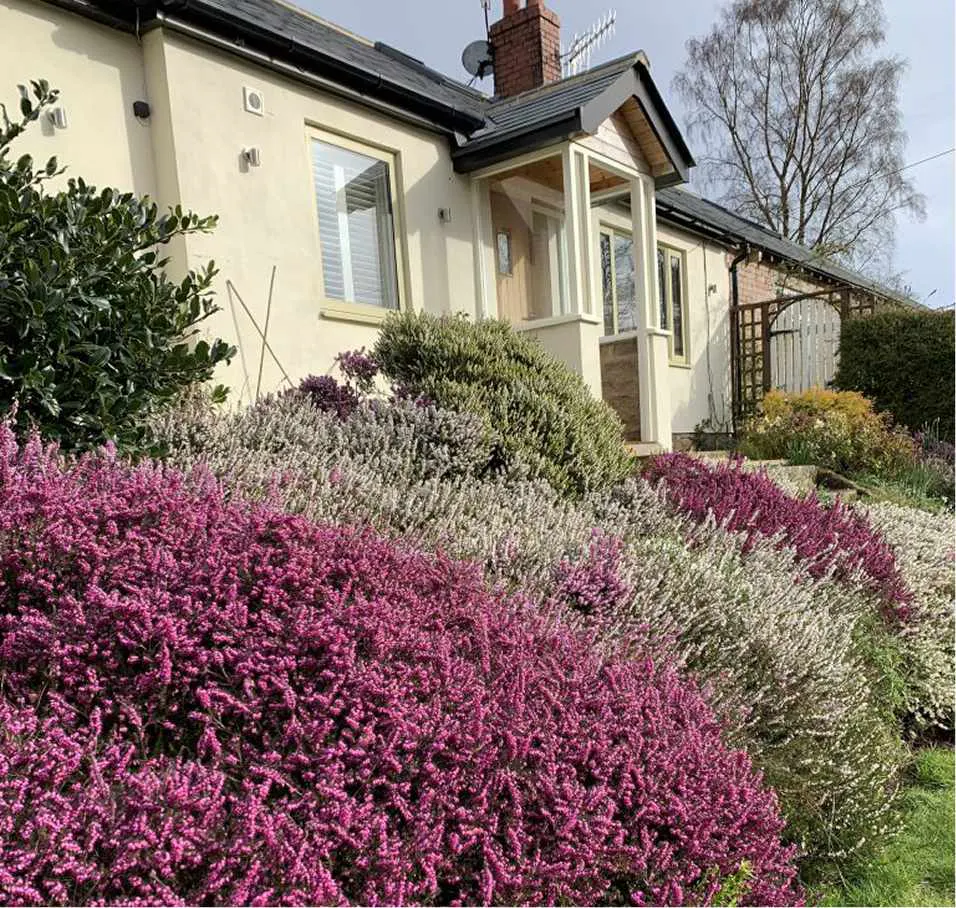Heather plants in front of a house