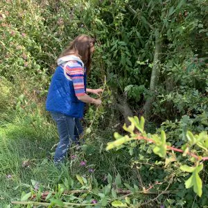 Katie pulling Himalayan balsam