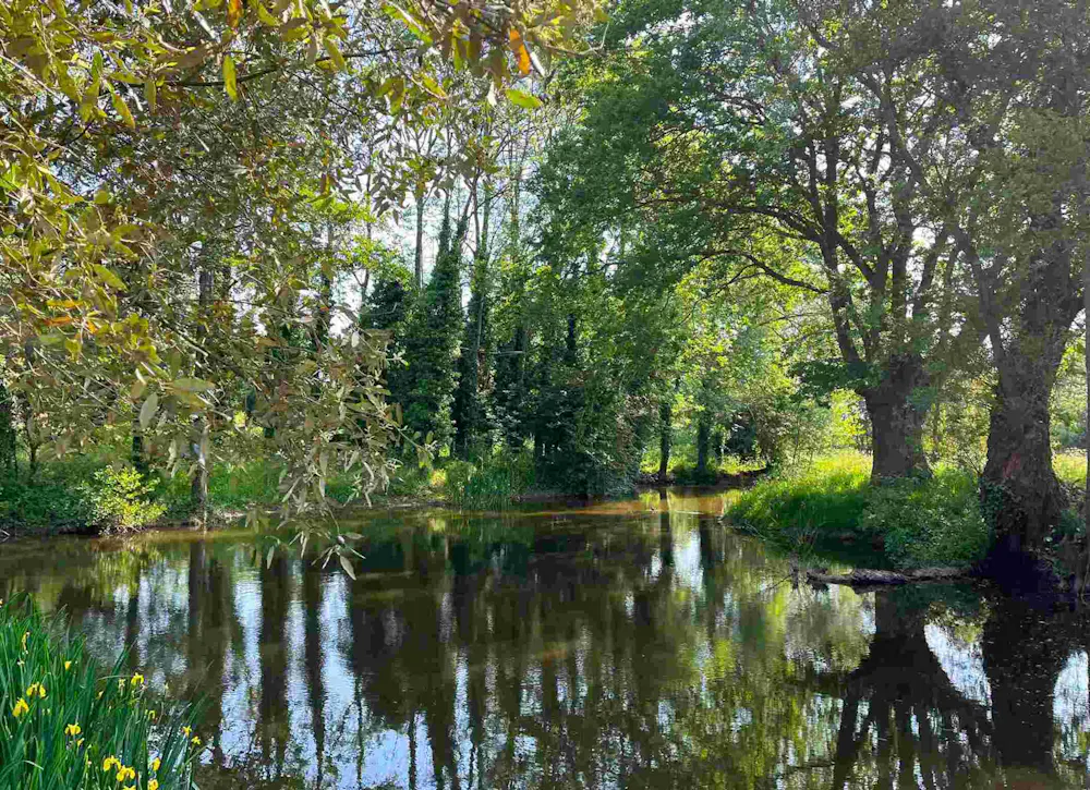 Lake shot in a middle of a forest with tall trees