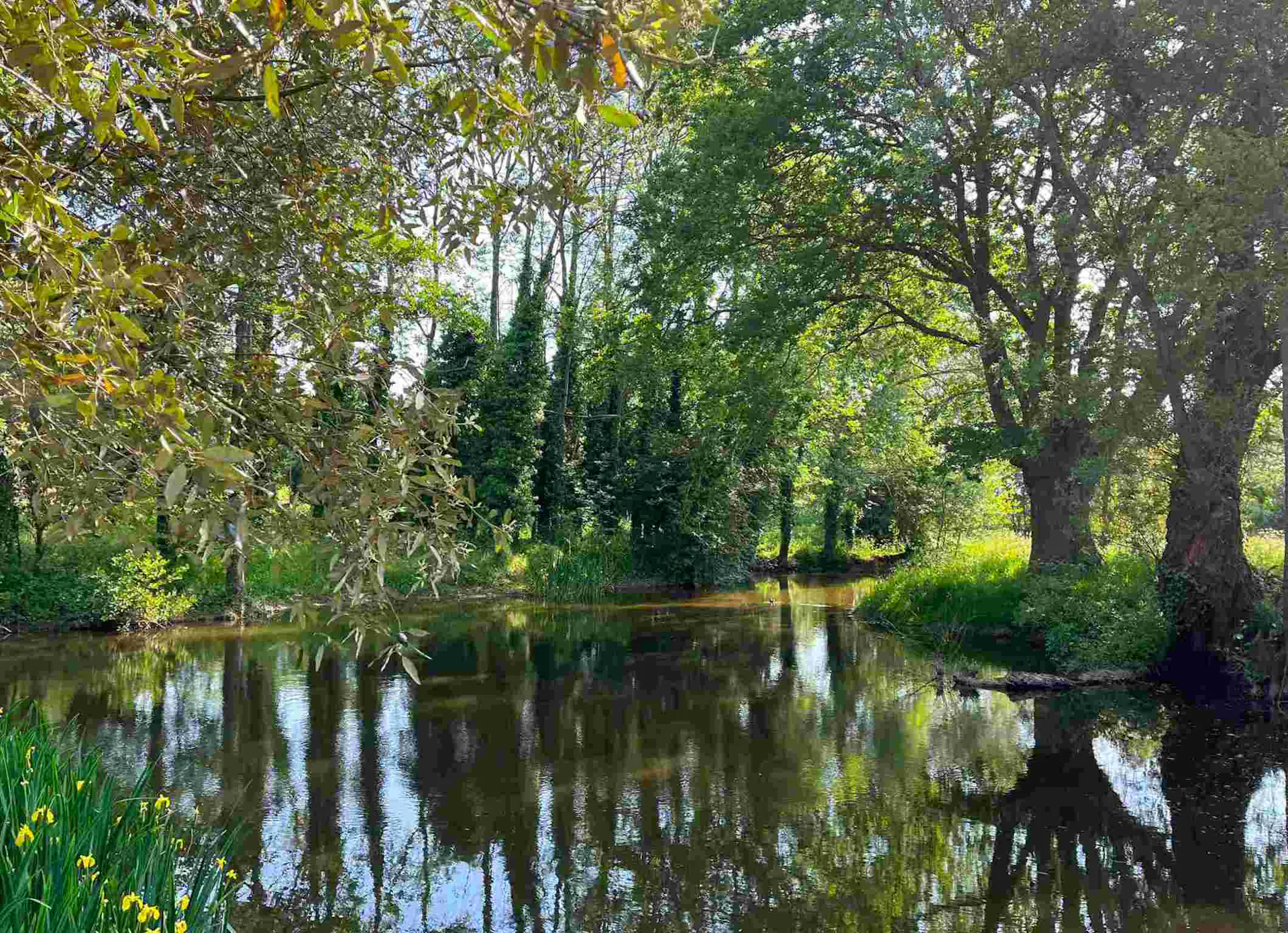 Lake shot in a middle of a forest with tall trees