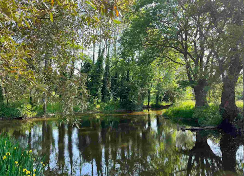 Lake shot in a middle of a forest with tall trees