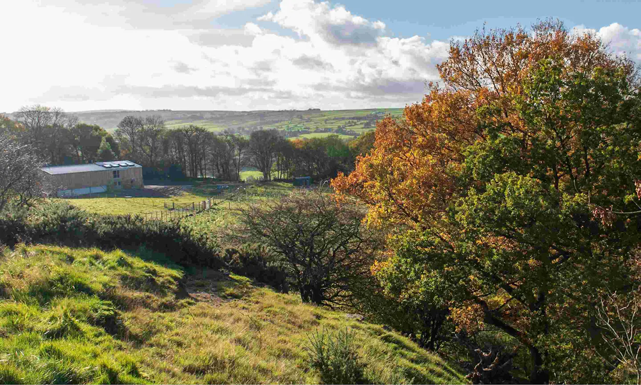 Landscape of a field with trees