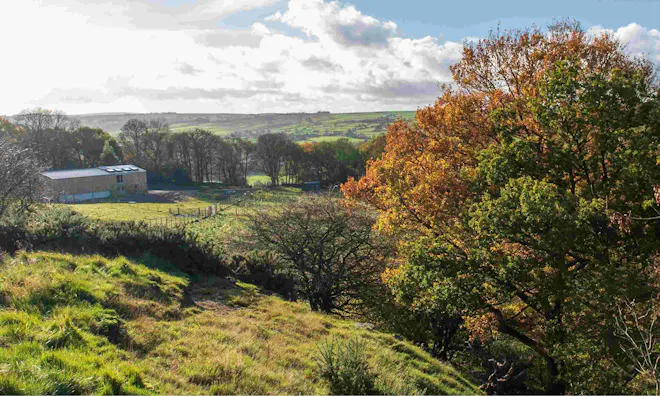 Landscape of a field with trees