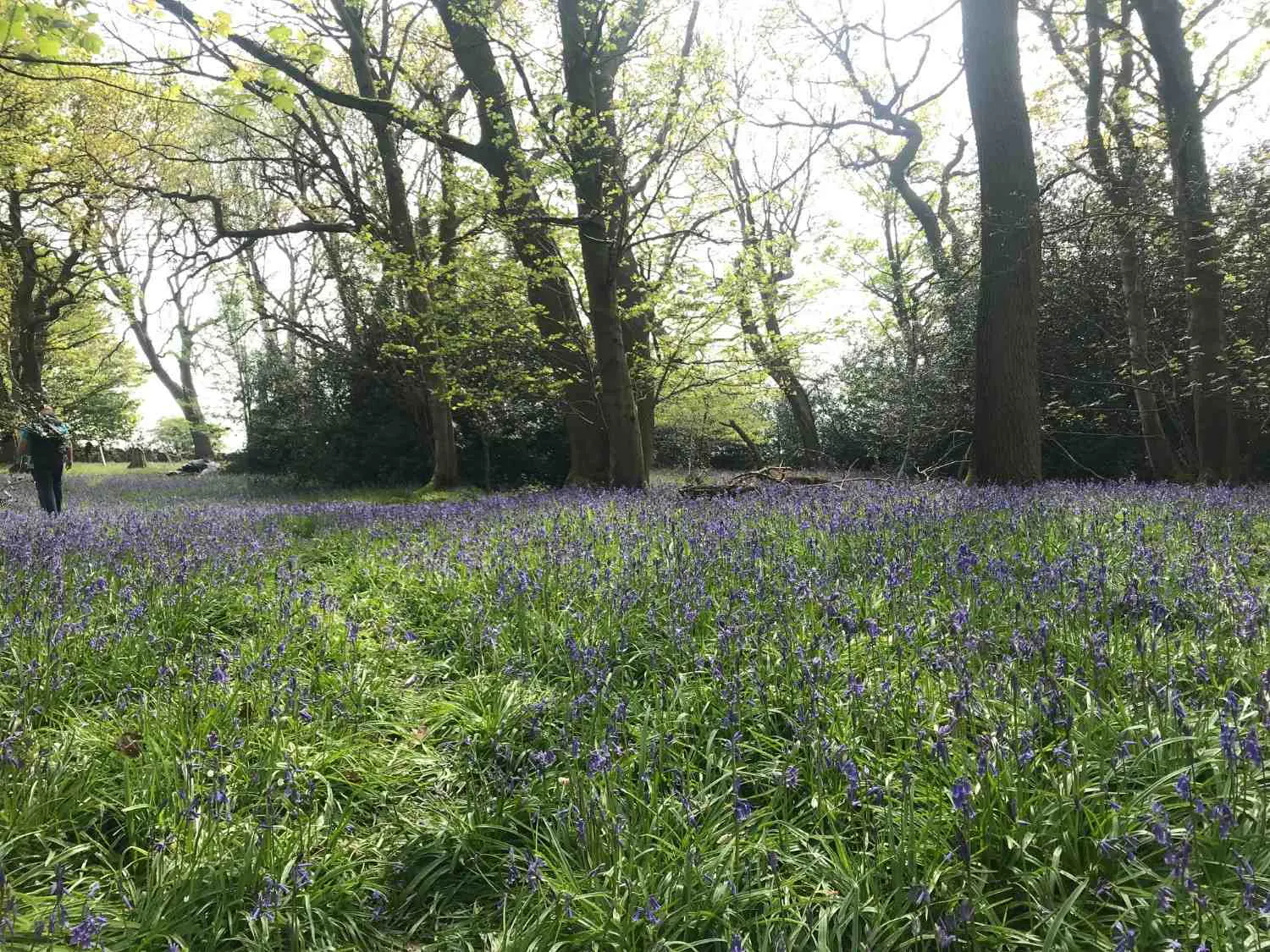 Bluebells in Bank Woods