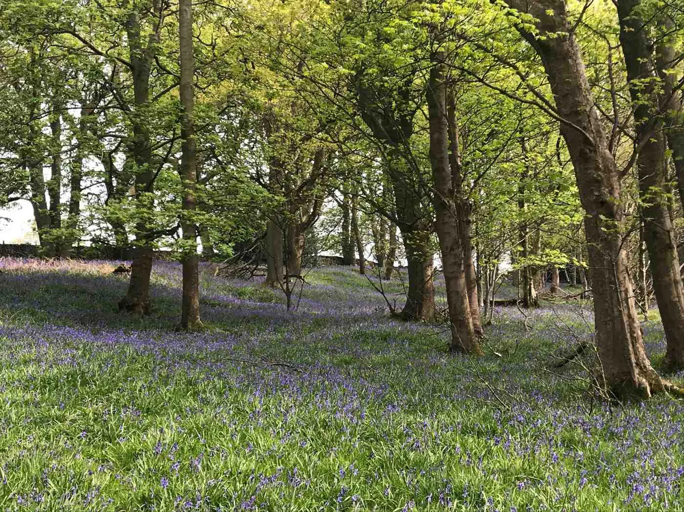 Bluebells in Elknowle Wood