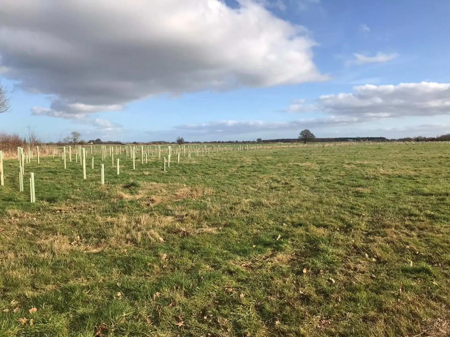 Saplings