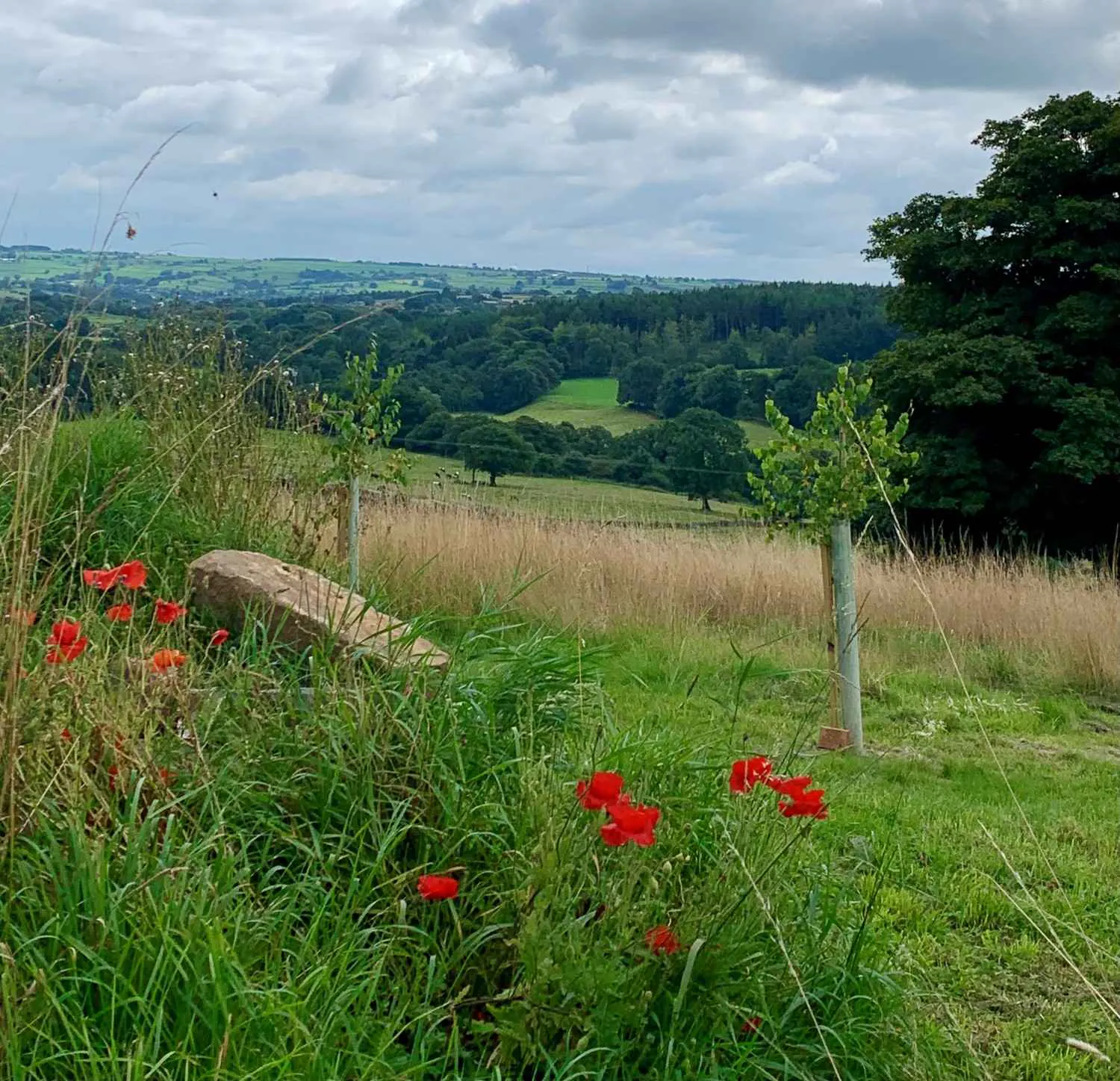 View with poppies