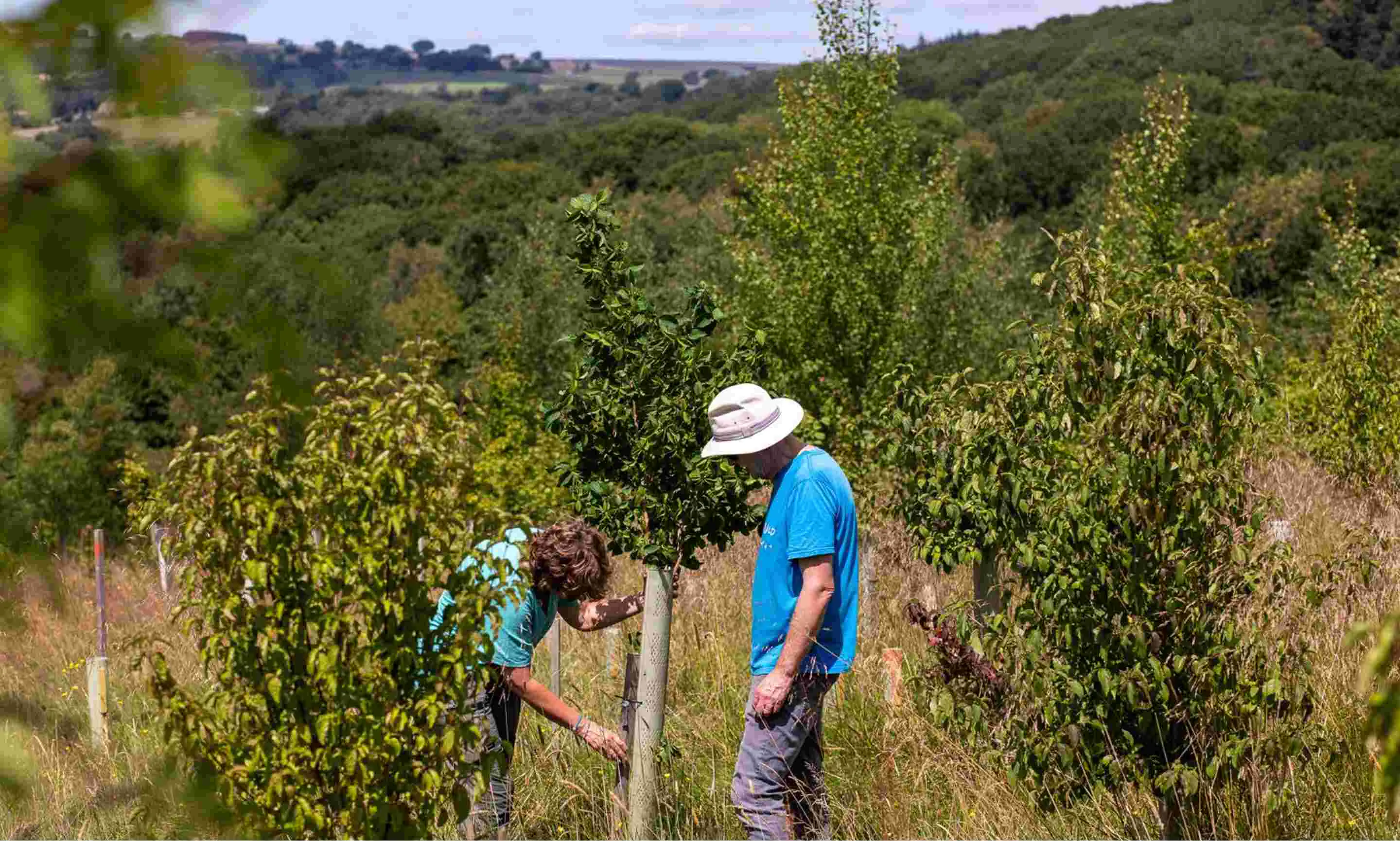 Man and woman workers caring after a sapling