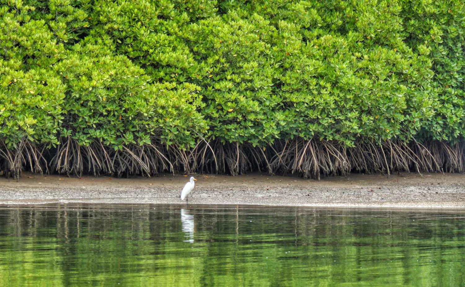 Mangrove forest coast