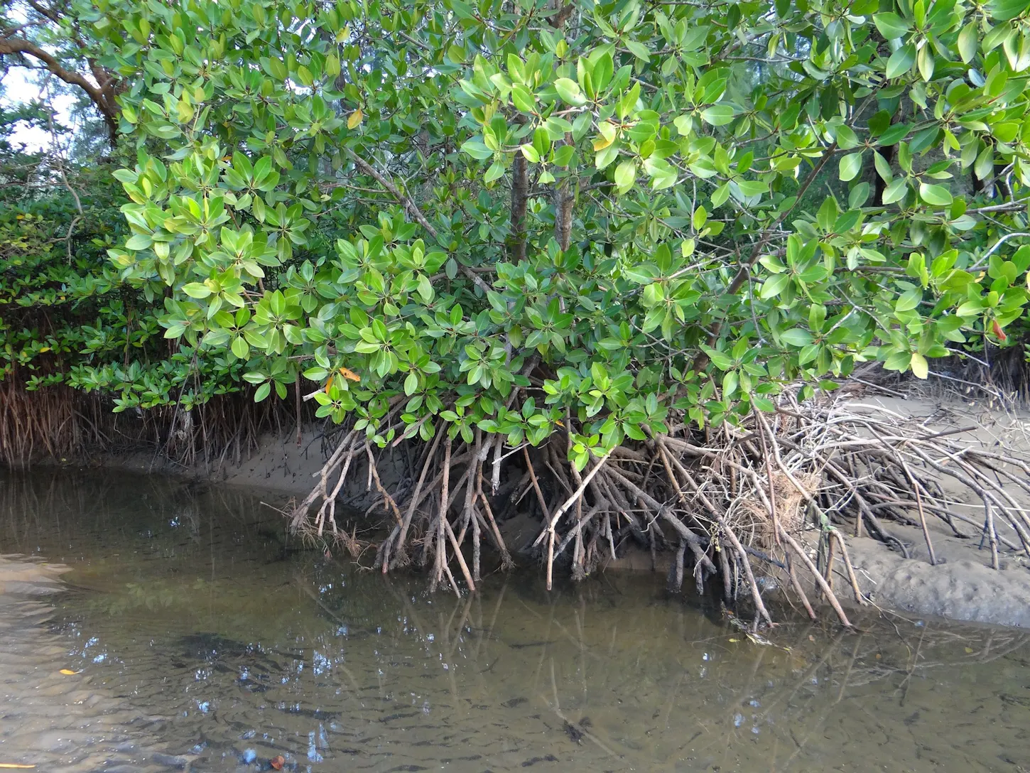 Mangrove trees