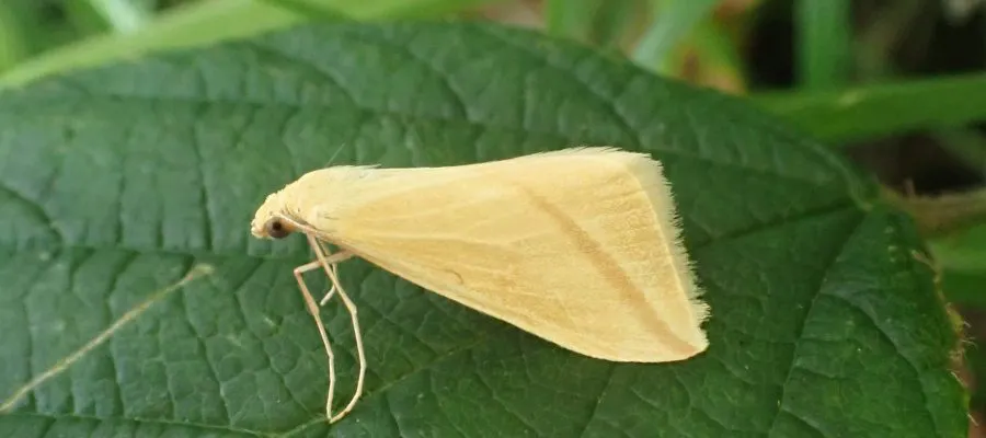 Vestal moth (Rhodometra sacraria) at Bank Woods
