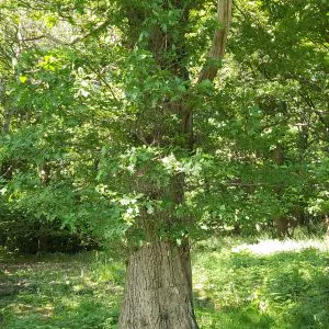 Old tree trunk