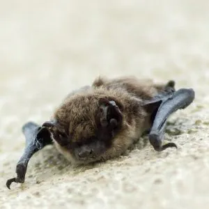 Bat box