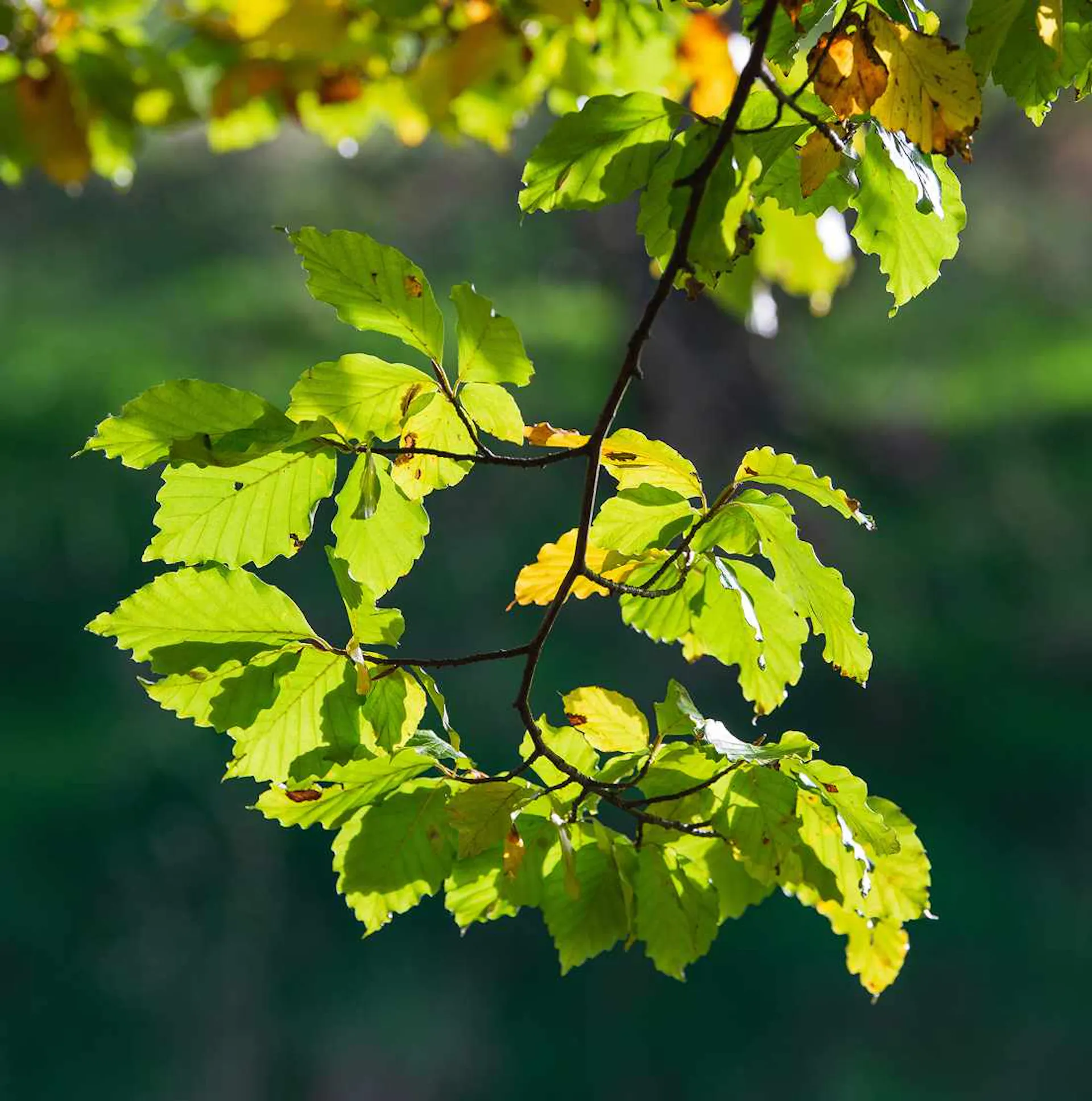 Plant