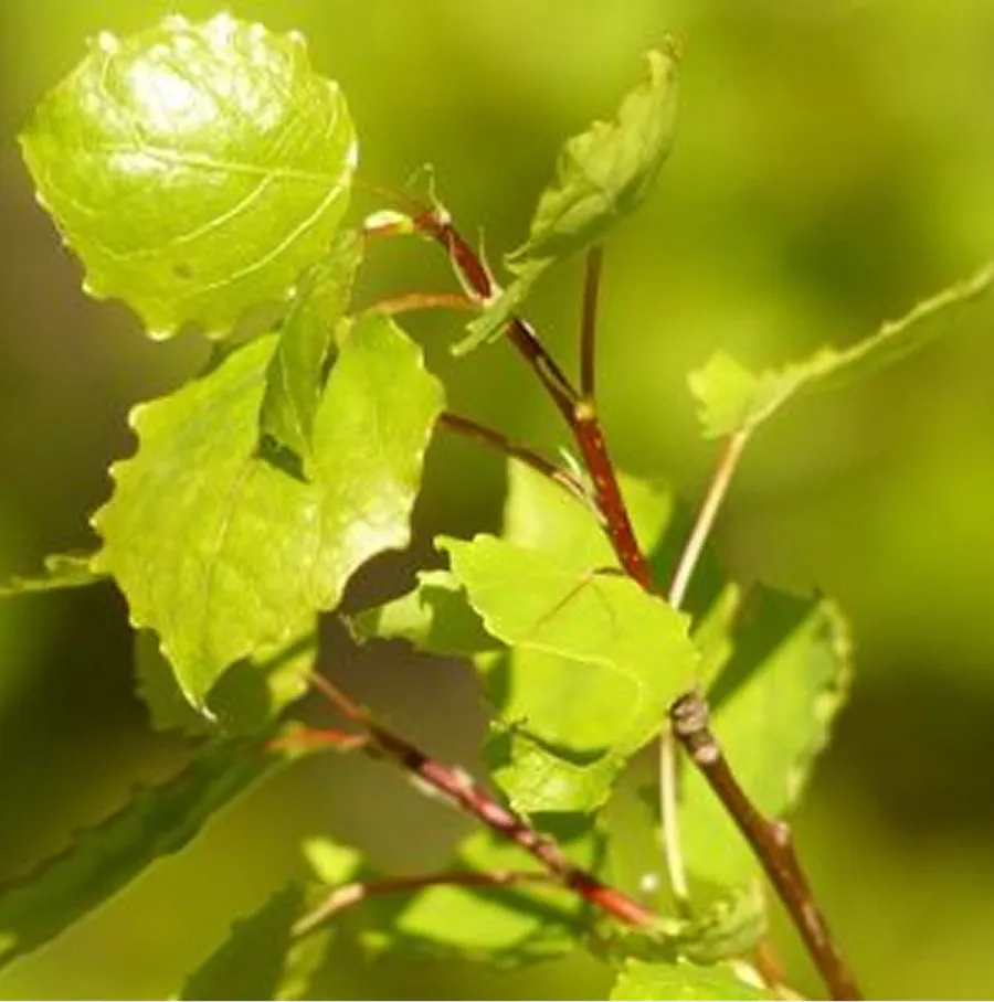 Plant