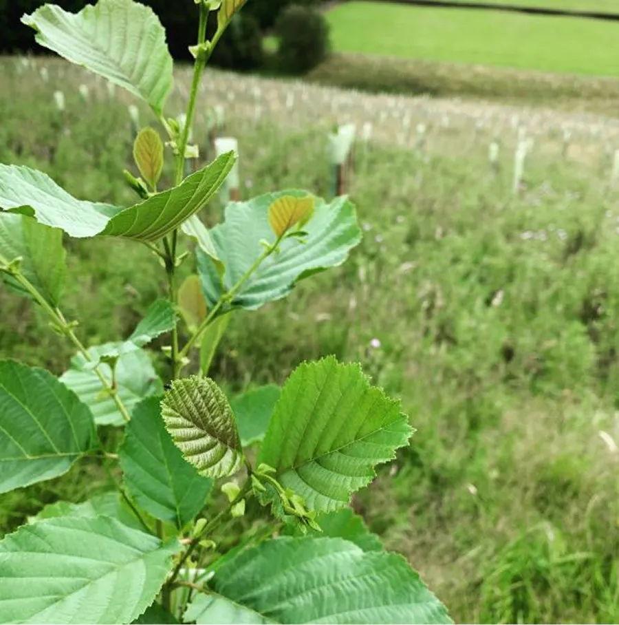 Plant