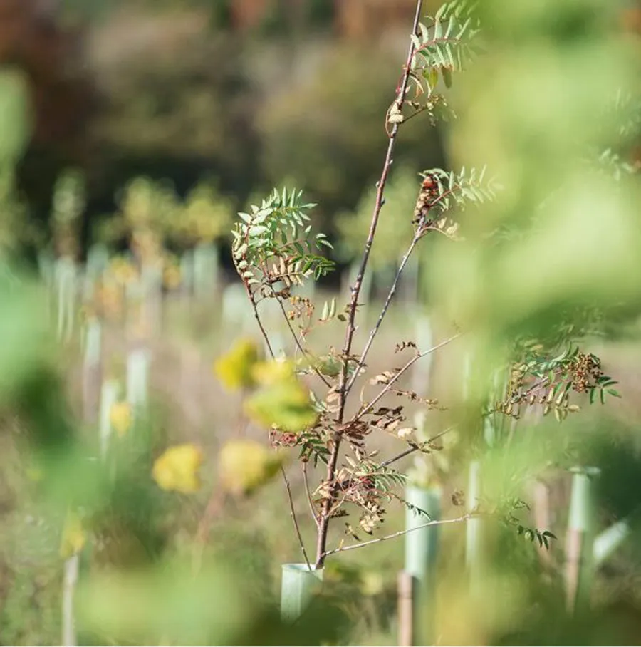 Plant