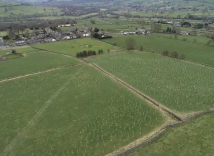 Planted trees from above