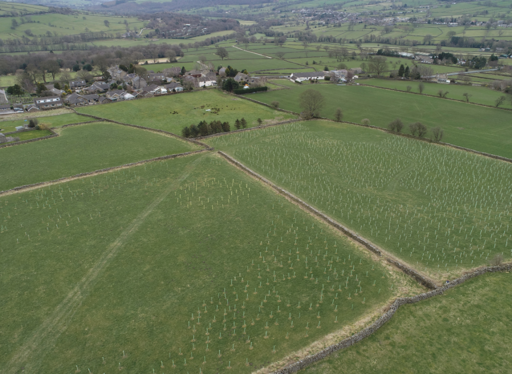 planted-trees-from-above