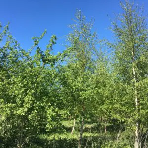 Planting 25,000 trees in Yorkshire
